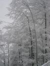 NewYear Switz2004(149) (384x512, 41.9 kilobytes)
