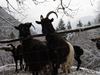 NewYear Switz2004(167) (600x450, 54.3 kilobytes)