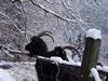 NewYear Switz2004(169) (600x450, 85.0 kilobytes)
