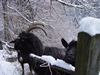 NewYear Switz2004(170) (600x450, 74.1 kilobytes)