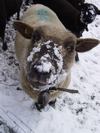 NewYear Switz2004(171) (384x512, 36.7 kilobytes)
