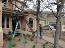g. Trimming the trees (906) (683x512, 184.6 kilobytes)