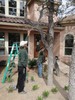 g. Trimming the trees (907) (384x512, 113.5 kilobytes)