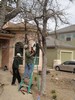 g. Trimming the trees (908) (384x512, 114.3 kilobytes)