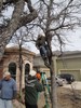 g. Trimming the trees (909) (384x512, 126.2 kilobytes)