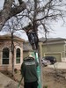 g. Trimming the trees (910) (384x512, 118.9 kilobytes)