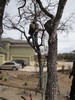 g. Trimming the trees (911) (384x512, 116.8 kilobytes)