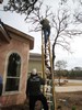 g. Trimming the trees (912) (384x512, 101.5 kilobytes)