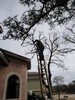 g. Trimming the trees (913) (384x512, 113.0 kilobytes)