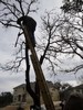 g. Trimming the trees (914) (384x512, 116.8 kilobytes)