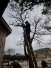 g. Trimming the trees (915) (384x512, 107.7 kilobytes)