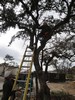 g. Trimming the trees (922) (384x512, 128.0 kilobytes)