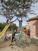 g. Trimming the trees (923) (384x512, 123.5 kilobytes)