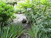 Puss in garden (600x450, 113.3 kilobytes)