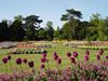 Bury St Edmonds (135) (600x450, 88.3 kilobytes)