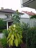 DSC00222a (169) (384x512, 52.2 kilobytes)
