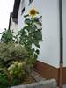 DSC00222a (170) (384x512, 47.2 kilobytes)