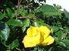 DSC00499 (600x450, 69.7 kilobytes)