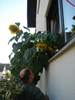 Dsc00868 (384x512, 37.8 kilobytes)
