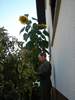 Dsc00871 (384x512, 43.1 kilobytes)