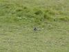 Ireland_2(138) (600x450, 64.6 kilobytes)