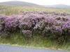Ireland_3(110) (600x450, 73.6 kilobytes)