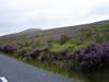 Ireland_3(111) (600x450, 38.5 kilobytes)