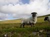 Ireland_3(130) (600x450, 36.2 kilobytes)