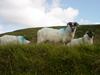 Ireland_3(131) (600x450, 44.2 kilobytes)