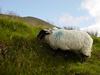 Ireland_3(132) (600x450, 52.8 kilobytes)