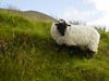 Ireland_3(133) (600x450, 60.3 kilobytes)