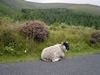 Ireland_3(135) (600x450, 64.7 kilobytes)