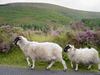 Ireland_3(136) (600x450, 55.0 kilobytes)