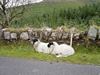 Ireland_3(137) (600x450, 71.5 kilobytes)