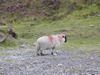 Ireland_3(139) (600x450, 61.8 kilobytes)
