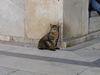 Pisa, IT - Jan 2003 (168) (600x450, 43.5 kilobytes)