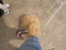 03_b. Meeting Spice at Lost Pond Ranch (101) (683x512, 84.7 kilobytes)