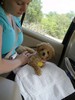 04_b. Meeting Spice at Lost Pond Ranch (103) (384x512, 48.8 kilobytes)