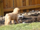 09_b. Helping to dig holes (101) (683x512, 101.2 kilobytes)