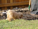 10_b. Helping to dig holes (102) (683x512, 112.9 kilobytes)