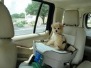 27_e. Going home after being groomed (103) (683x512, 69.3 kilobytes)