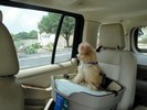 28_e. Going home after being groomed (102) (683x512, 69.3 kilobytes)