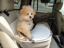 29_e. Going home after being groomed (101) (683x512, 70.0 kilobytes)