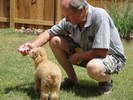 36_b. New Chew toy with Peanut Butter in it (101) (683x512, 110.3 kilobytes)
