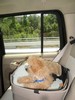 42_c. Riding in the Doggy Booster seat (101) (384x512, 50.3 kilobytes)