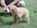 43_b. New Chew toy with Peanut Butter in it (103) (683x512, 116.4 kilobytes)