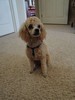 61_a. OMG she looks like a poodle (101) (384x512, 50.3 kilobytes)