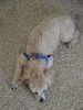 62_a. OMG she looks like a poodle (102) (384x512, 58.1 kilobytes)