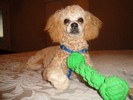 69_d. With her favorite squeaky toy (683x512, 66.6 kilobytes)