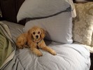 71_b. Ready for bedtime (683x512, 76.5 kilobytes)